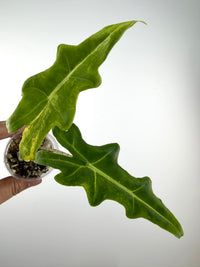 Alocasia Portei Aurea Variegated