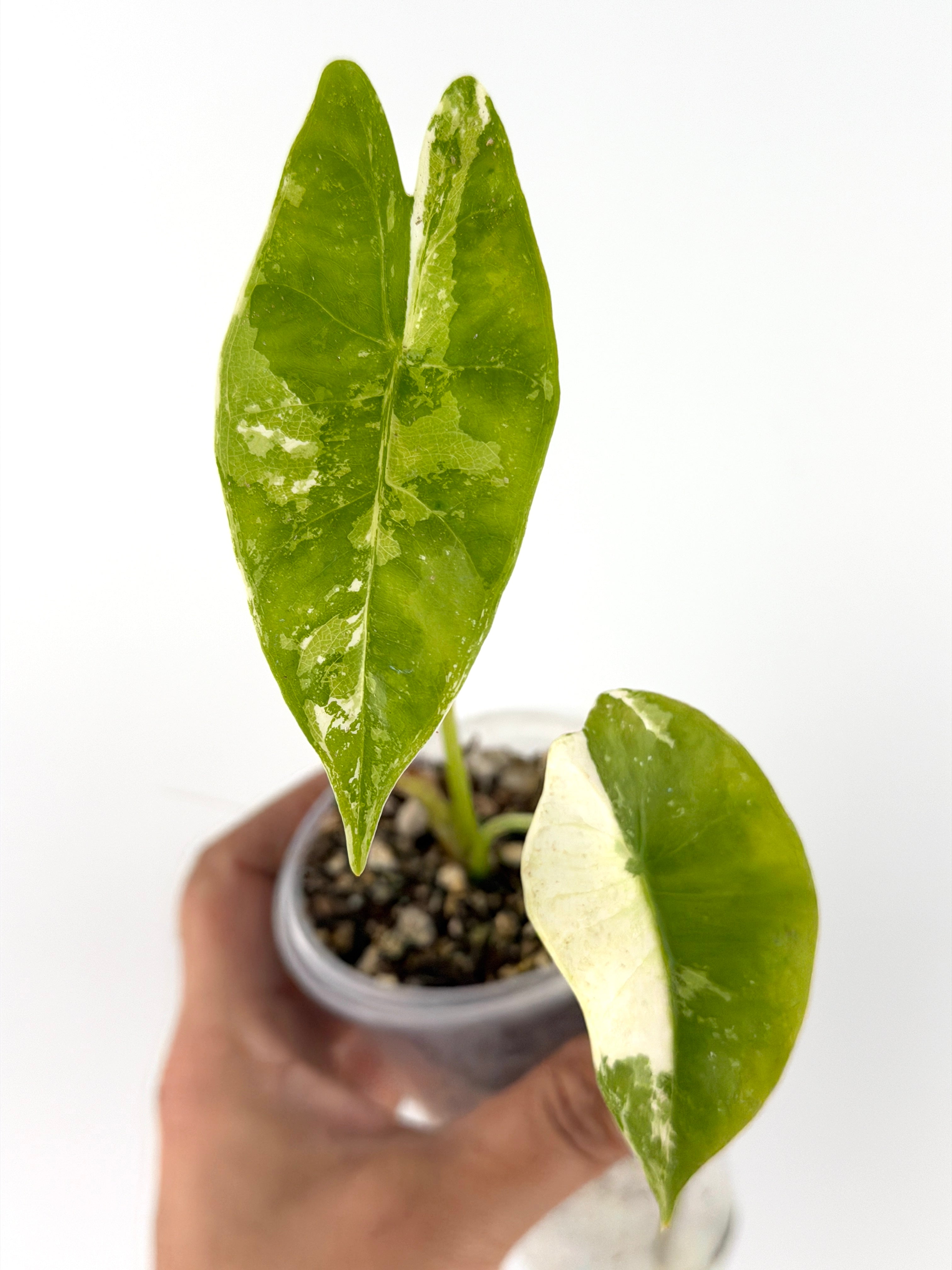 Alocasia Portei Aurea Variegated Mother Plant | Exact Plant – Mild