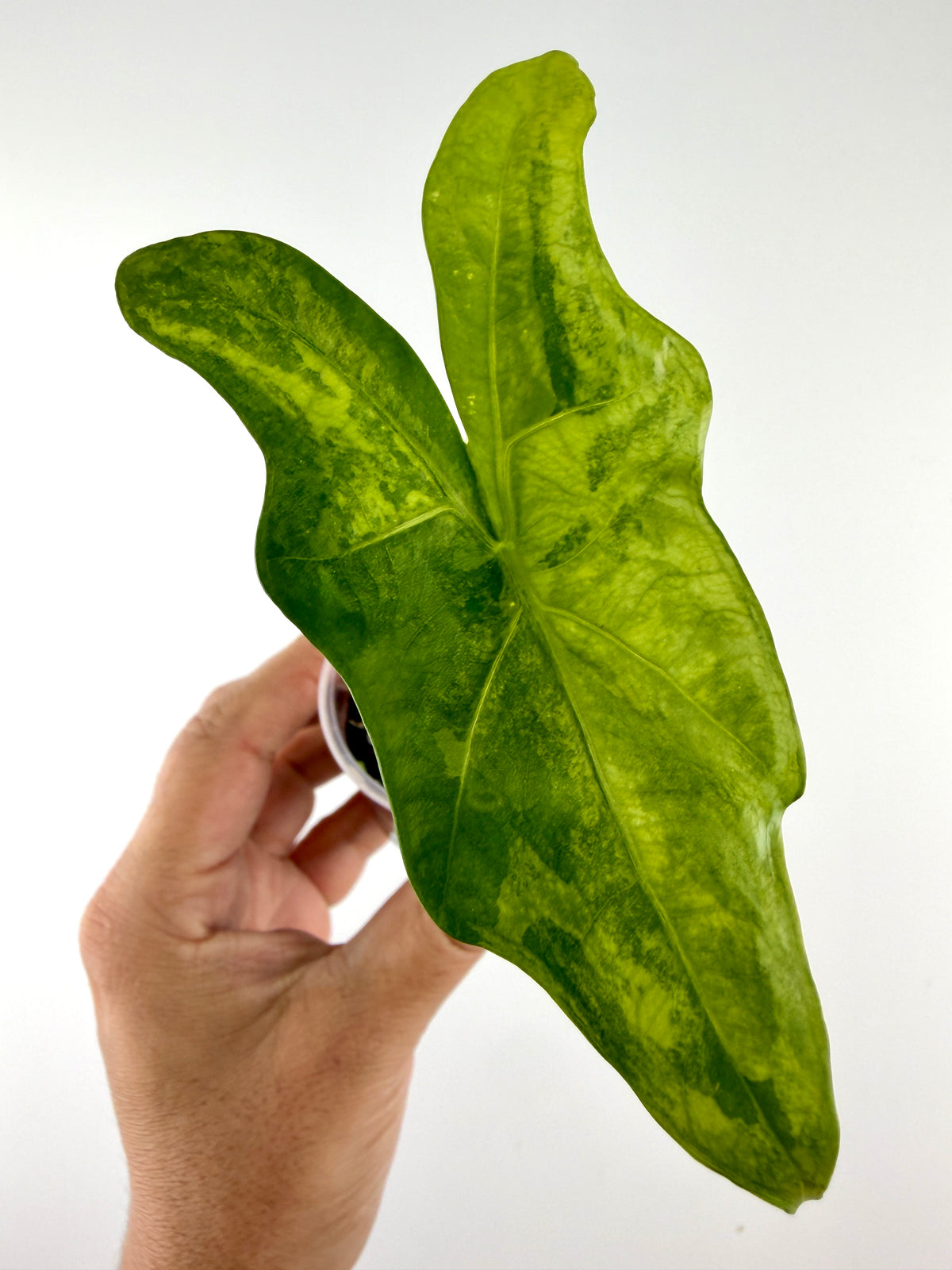 Alocasia Batwing Aurea Variegated Pup — two bat-wing leaves marbled in chartreuse, lime and deep green (exact plant)