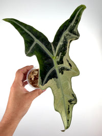 Alocasia Nobilis Pink Mint Variegated specimen #3, one large deeply lobed winged leaf split between silver-veined green and creamy mint