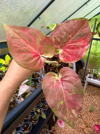 Caladium Thai Hybrid