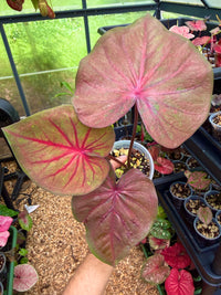 Caladium Thai Hybrid