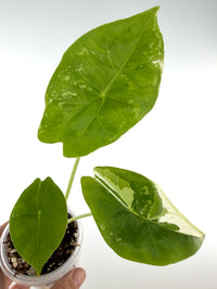 Alocasia Longiloba Pink Back Albo Variegated #2