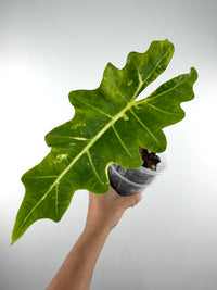 Alocasia Megalodon Hybrid (New Guinea Gold X Portora)