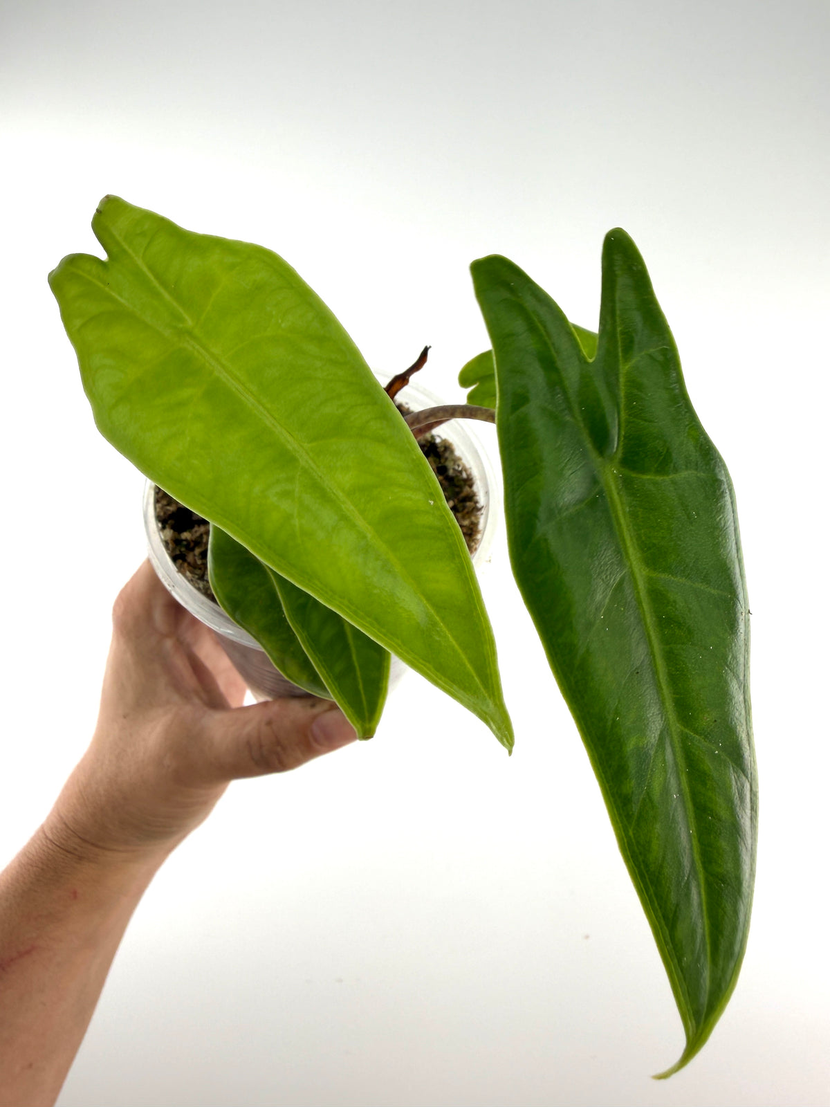 Alocasia Kondosapata — two plants in one pot with glossy green arrowhead leaves (exact pot)