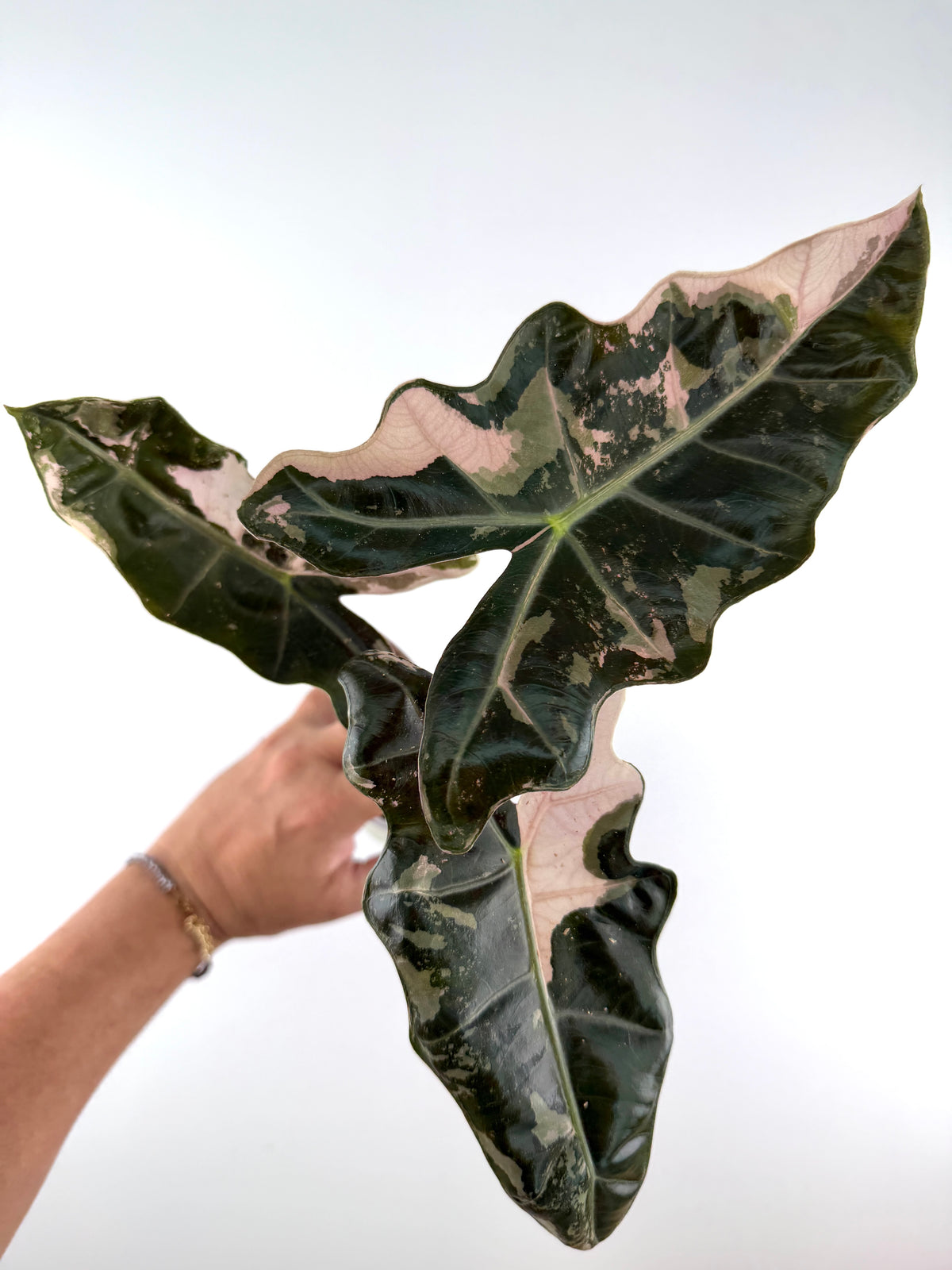 Alocasia Pink Pseudosanderiana Variegated mother plant with glossy dark leaves splashed in blush pink and mint — reference only
