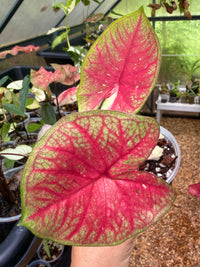 Caladium Thai Hybrid