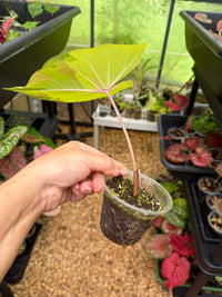 Caladium Thai Hybrid