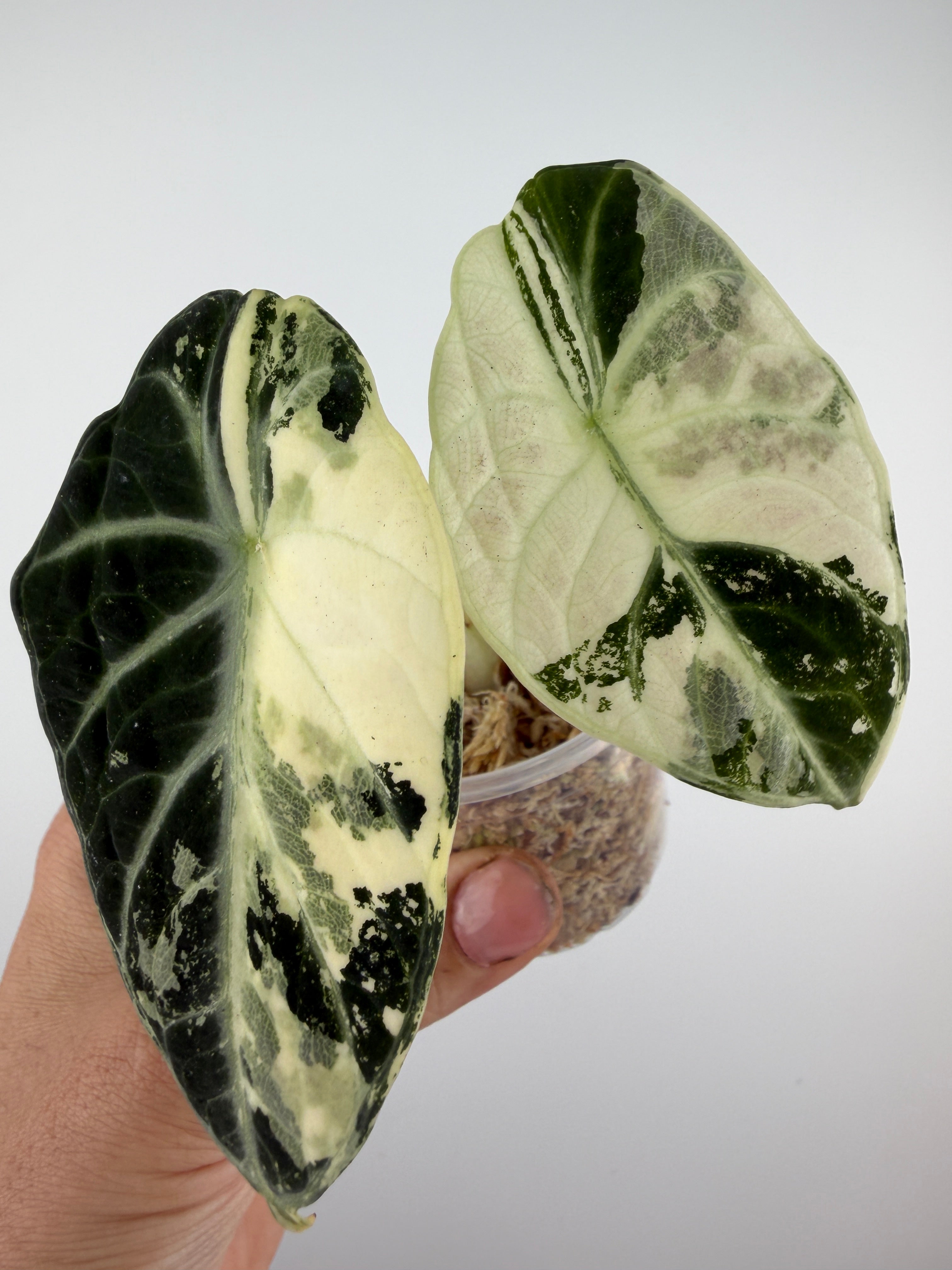 YO644 Alocasia Ninja Albo Variegated アロカシア ニンジャ アルボ
