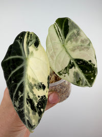 Alocasia Ninja Albo Pink Variegated specimen #2, two elongated near-black leaves with bold cream-white albo variegation and bright silver veining