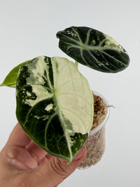 Alocasia Ninja Albo Pink Variegated specimen #3, a broad creamy mint and green marbled leaf beside a darker silver-veined leaf