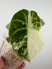 Alocasia Ninja Albo Pink Variegated specimen #4, a single broad leaf split near half-moon between silver-veined green and creamy white
