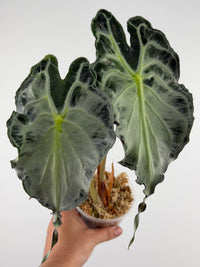 Alocasia Venom mother plant, two large wavy-edged deep blue-green leaves with a silvery metallic sheen and pale veins