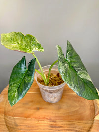 Alocasia Variegated Albo Pink Reginae