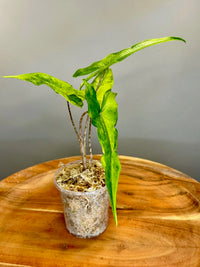 Alocasia Variegated Aurea Sabrina Narrow
