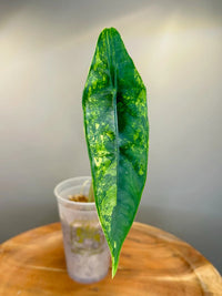 Alocasia Variegated Aurea Venusta