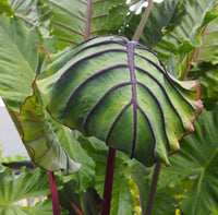 Colocasia Jelly Fish Pup