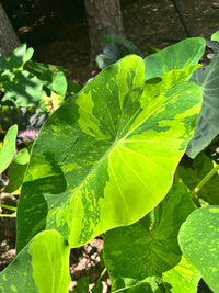 Colocasia Lemon Lime Pup
