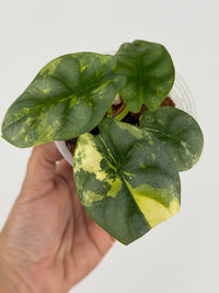 Alocasia Silver Dragon Aurea Variegated