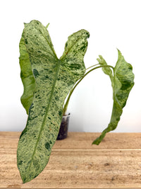 Philodendron Paraiso X Billietiae