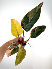 Philodendron Congo Yellow Variegated