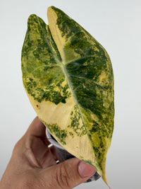 Alocasia Kunzo Aurea Variegated