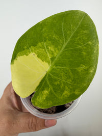 Alocasia Black Magic Aurea Variegated