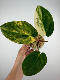 Anthurium Papi X Carla Variegated