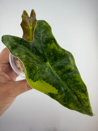 Alocasia Nobilis Aurea Variegated