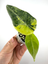 Alocasia Maharani Lemon Lime Variegated