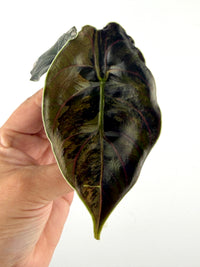 Alocasia Azlanii Orange Variegated