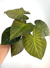 Alocasia Regal Shield Chartreuse Mother Plant