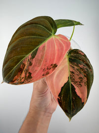 Philodendron Melanochrysum Orange Variegated