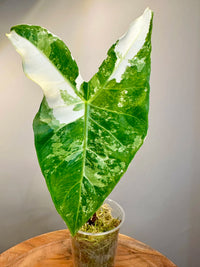 Alocasia Variegated Albo Longiloba