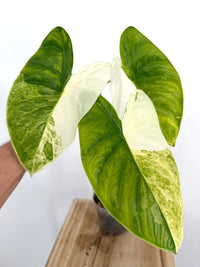 Alocasia Fornicata Albo Mint Tricolor Variegated Pup