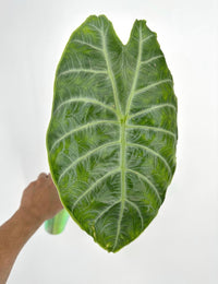 Alocasia Watsoniana Silver Round Form Pup
