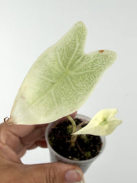 Alocasia Zebrina Mint Pup Variegated
