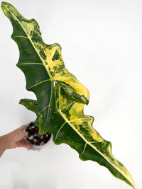 Alocasia Sarian Aurea Pup Variegated