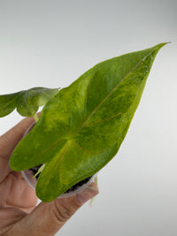 Alocasia Princeps Aurea Pup Variegated