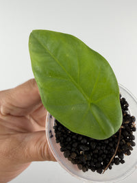 Alocasia Pawitra Pup