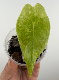 Alocasia Grandis Aurea Pup Variegated