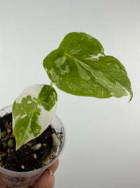 Alocasia Longiloba Pink Back Albo Pup Variegated