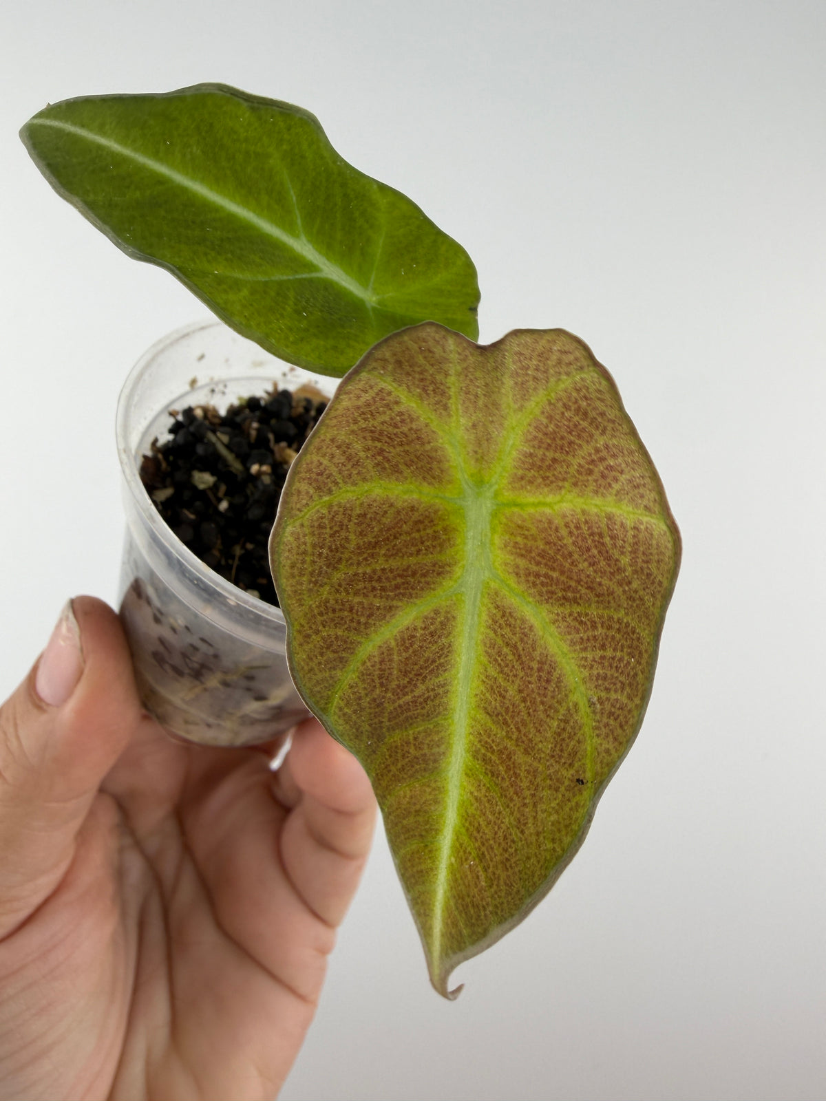 Alocasia Black Velvet Mutation Pink To Mint Variegated — rosy copper-pink new leaf with lime veins beside a mint-green mature leaf