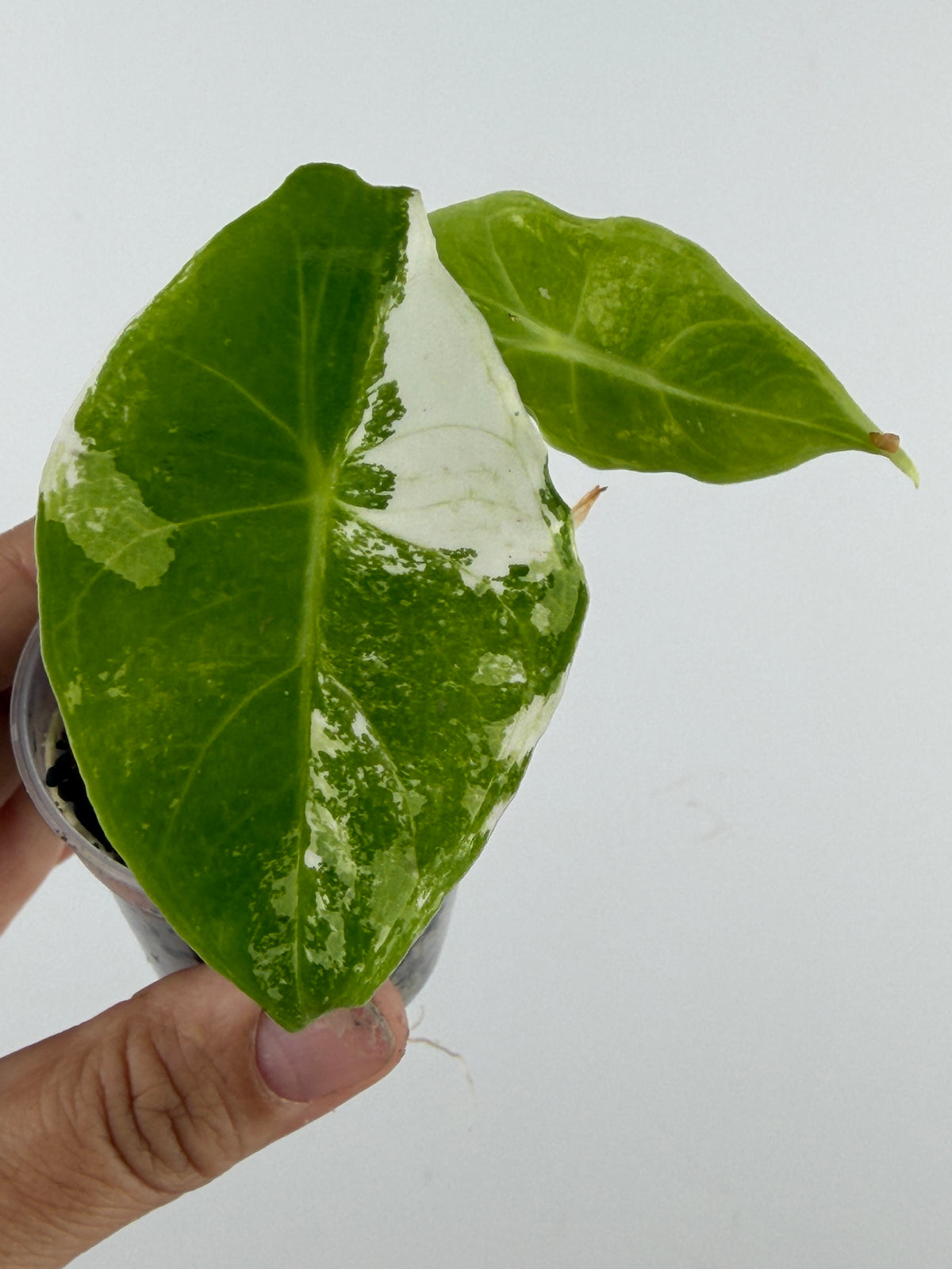Alocasia Longiloba Albo Mint Variegated — lime-green leaf with a bold half-white albo sector and mint speckling