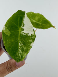 Alocasia Longiloba Albo Mint Variegated — lime-green leaf with a bold half-white albo sector and mint speckling