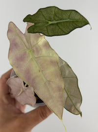 Alocasia Polly Pink Ghost Variegated — ghostly cream-blush new leaf with lavender-pink haze beside silvered and deep green leaves