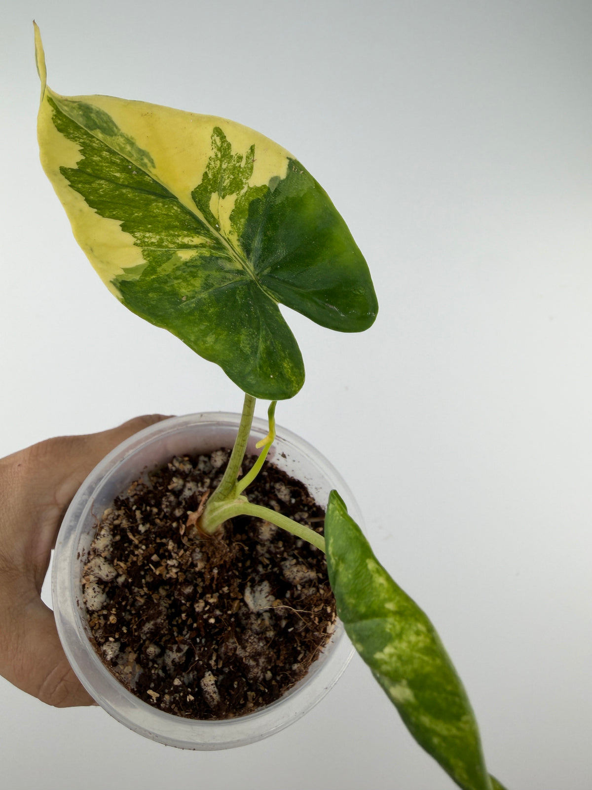 Alocasia Shock Treatment Aurea Variegated — leaf split half butter-yellow aurea and half deep green, second leaf gold-speckled