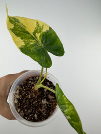 Alocasia Shock Treatment Aurea Variegated — leaf split half butter-yellow aurea and half deep green, second leaf gold-speckled