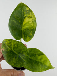 Alocasia Reversa Lumina Aurea Variegated — three rounded leaves sectored and marbled in golden-yellow aurea over deep green