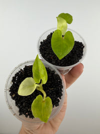 Alocasia Lauterbachiana Purple Sword Full Mint Pup — the two rooted pups pictured, pale mint and cream young leaves